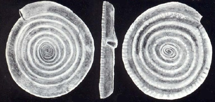 Spirillina distincta McCulloch, 1981