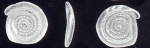 Spirillina neonodifera McCulloch, 1981