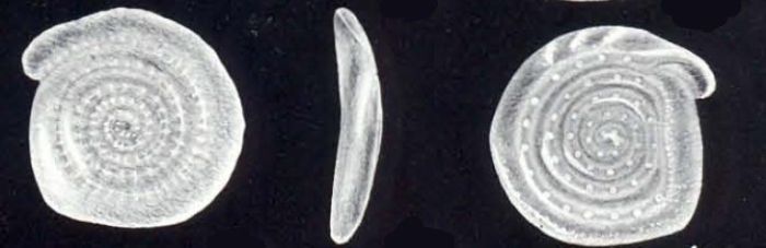 Spirillina neonodifera McCulloch, 1981