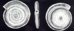 Spirillina caledoniana McCulloch, 1981
