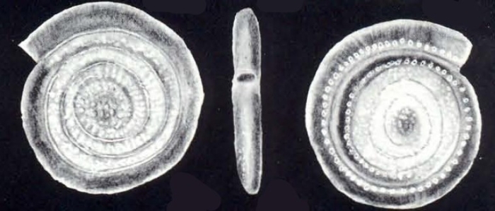 Spirillina caledoniana McCulloch, 1981