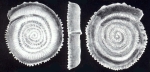 Spirillina fimbriata McCulloch, 1981