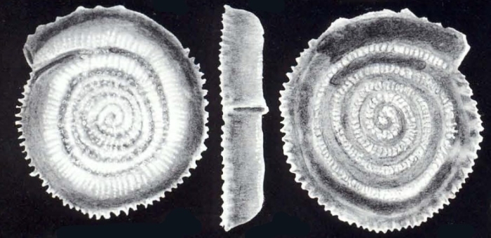 Spirillina fimbriata McCulloch, 1981