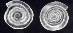Spirillina parviformis McCulloch, 1981