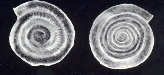 Spirillina parviformis McCulloch, 1981