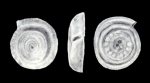 Spirillina brickmanni McCulloch, 1981