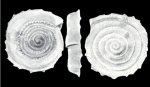 Spirillina elaborata McCulloch, 1981