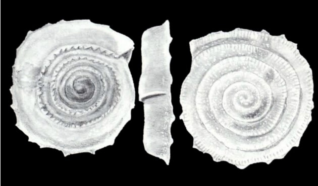 Spirillina elaborata McCulloch, 1981
