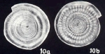 Spirillina heterostriata McCulloch, 1981
