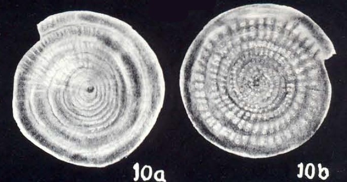 Spirillina heterostriata McCulloch, 1981