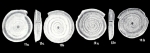 Spirillina discors McCulloch, 1981