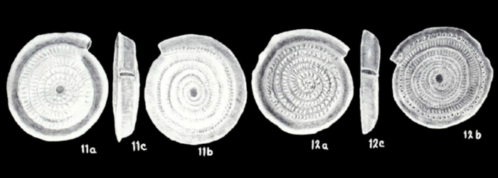 Spirillina discors McCulloch, 1981