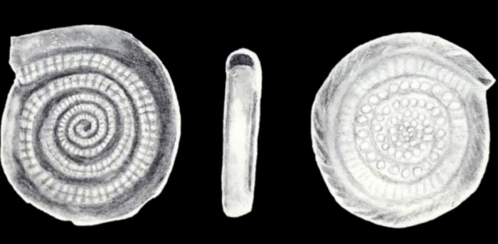 Spirillina complanatiformis McCulloch, 1981