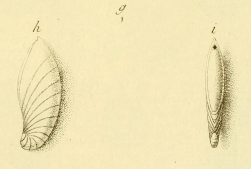 Nautilus crepidula Fichtel &amp; Moll, 1798
