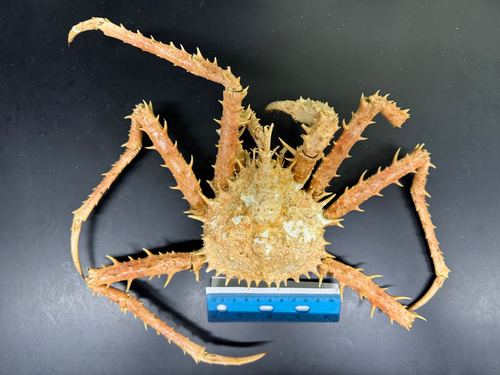 Lithodes maja - dried with scale