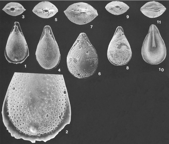 Lagenosolenia inflatiperforata McCulloch, 1977 Lagenosolenia inflatiperforata McCulloch, 1977