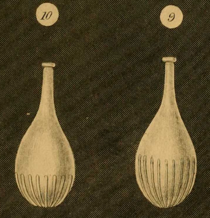 Lagena striata var. semistriata Williamson, 1848 Lagena striata var. semistriata Williamson, 1848