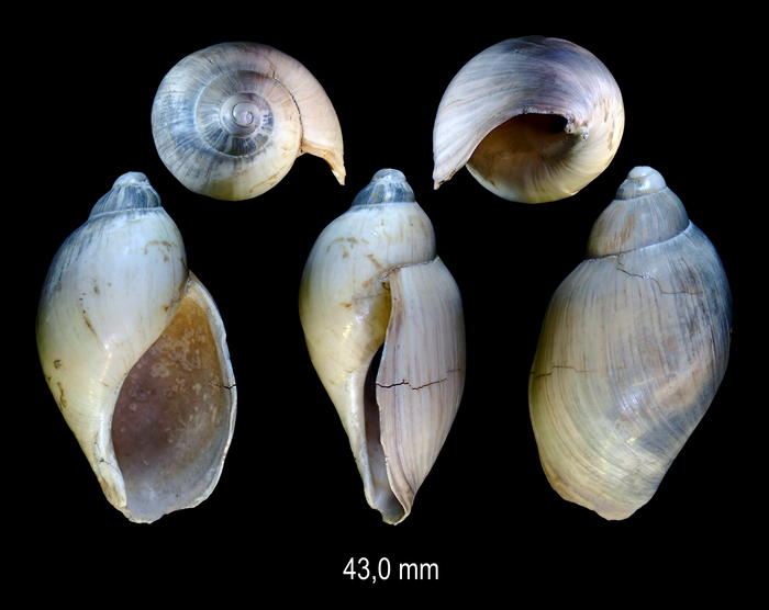 Ampulla priamus (Gmelin, 1791)