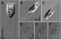 illustration from Smith et al. 2017