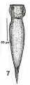 Illustration from Palmier 1997