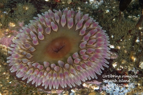 Urtibrina rimicola