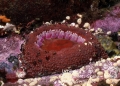 Urtibrina rimicola