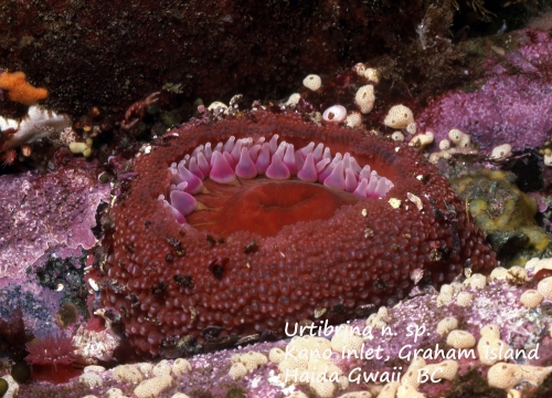 Urtibrina rimicola