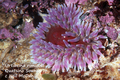 Urtibrina rimicola