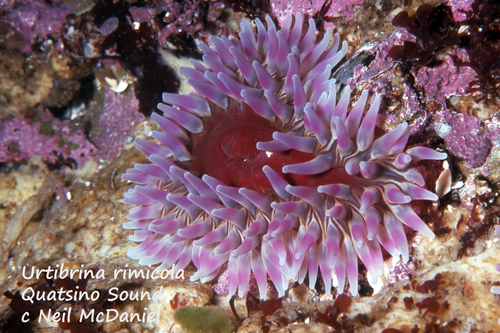 Urtibrina rimicola