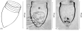 Illustration from Skryabin & Al-Yamani 2006