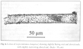 Illustration from Skryabin & Al-Yamani 2007