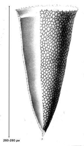 illustration from Brandt 1907