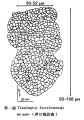 Illustration from Yin 1957