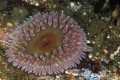 Urtibrina rimicola