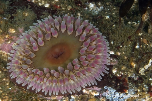 Urtibrina rimicola