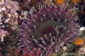 Urtibrina rimicola