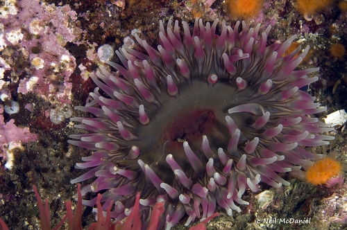 Urtibrina rimicola