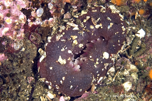 Urtibrina rimicola