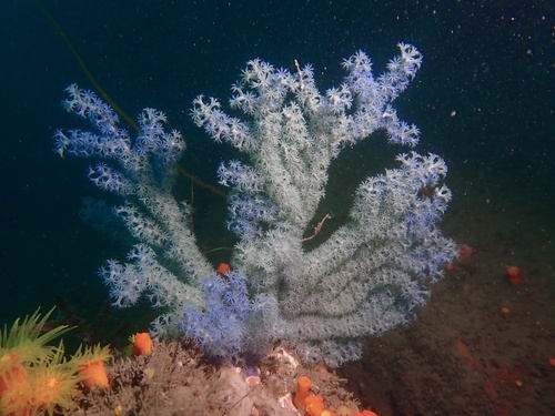 Anthogorgia divaricata