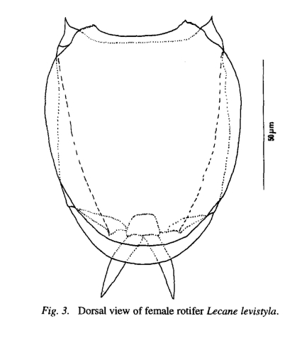 Lecane cf. zhanjiangensis