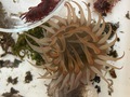 Bunodosoma cangicum oral view