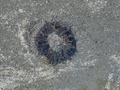 Bunodosoma cangicum in the sand