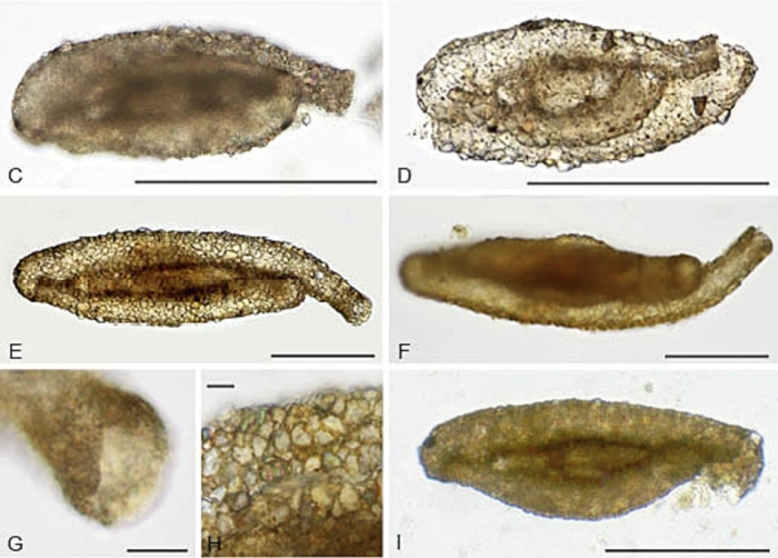 Spirolocammina petrae Siemensma, Baković &amp; Holzmann, 2025
