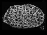 Bradleya mesembrina Mazzini, 2005 from the original description, author: Mazzini, 2005
