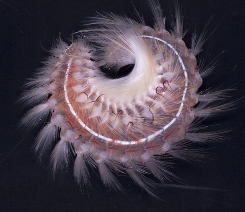 Chloeia inermis from the Challenger Plateau, New Zealand, collected ESNZ, Tan0707, 500 m