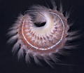 Chloeia inermis from the Challenger Plateau, New Zealand, collected ESNZ, Tan0707, 500 m