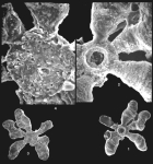 Octonoradiolus polythylakus Loeblich & Tappan, 1994 Holotype