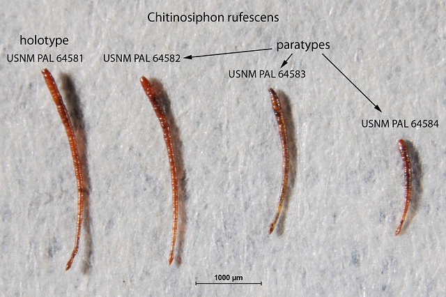 Chitinosiphon rufescens Thalmann &amp; Bermúdez, 1954