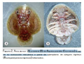 Argulus pestife