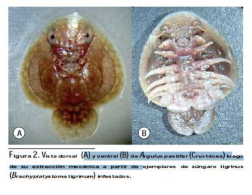 Argulus pestife